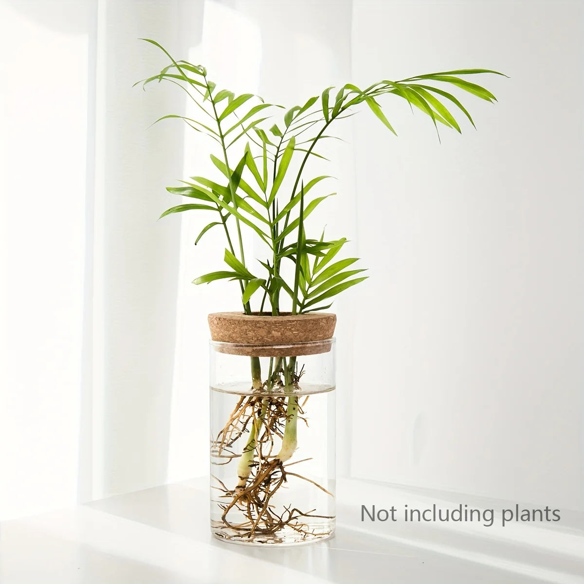 Hydroponics Glass Planter Vase