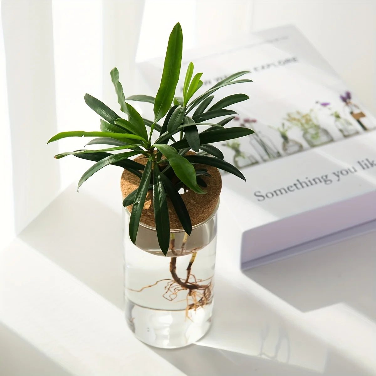 Hydroponics Glass Planter Vase