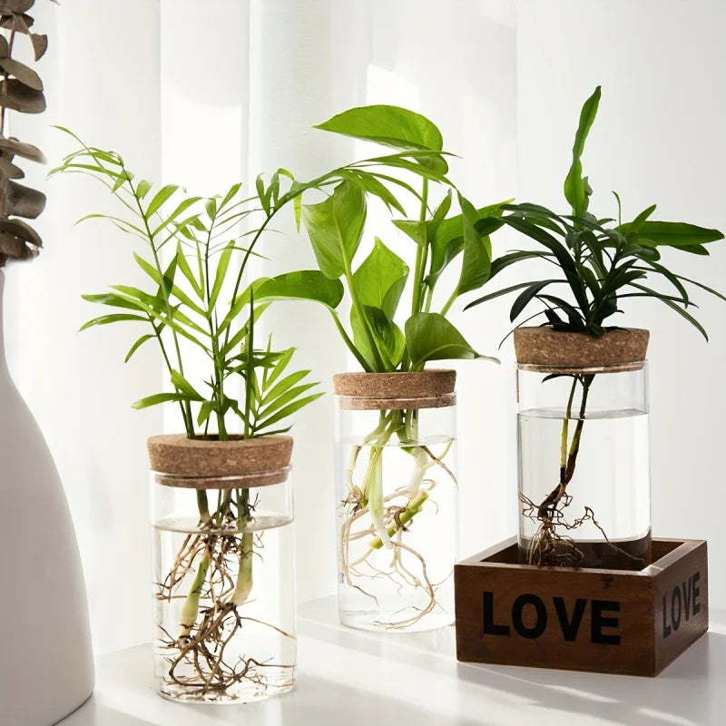Hydroponics Glass Planter Vase