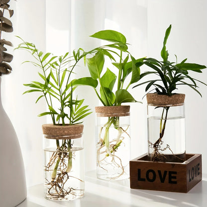 Hydroponics Glass Planter Vase