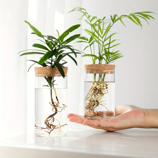 Hydroponics Glass Planter Vase