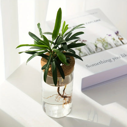 Hydroponics Glass Planter Vase
